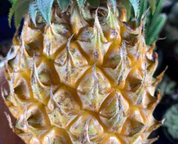 Pineapple Phulae